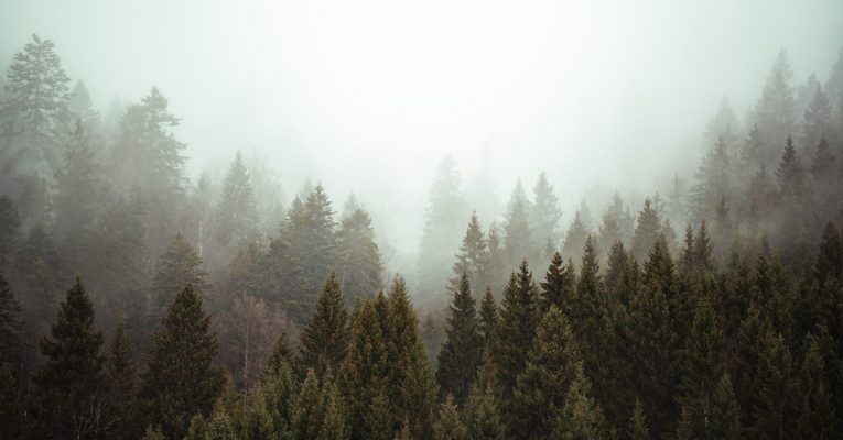 Ungskogpleie – vårt viktigste klimatiltak i skogbruket