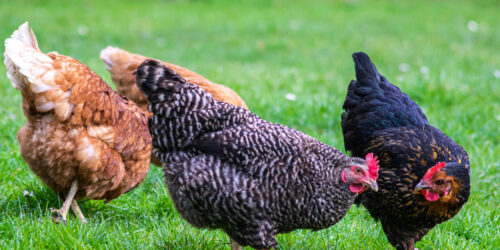 A closeup shot of a group of chickens grazing on a field
